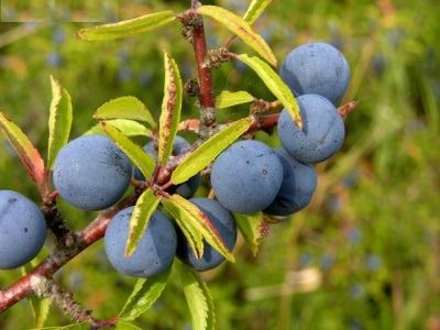 ����� ���� ����� ������� Prunus spinosaO.jp